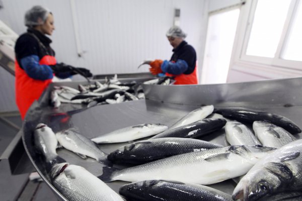 Agrosuper reporta ganancias por $73 mil millones impulsadas por el segmento de salmones