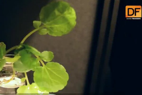 <p>DF LAB: Plantas nanobiónicas, las lámparas del futuro</p>