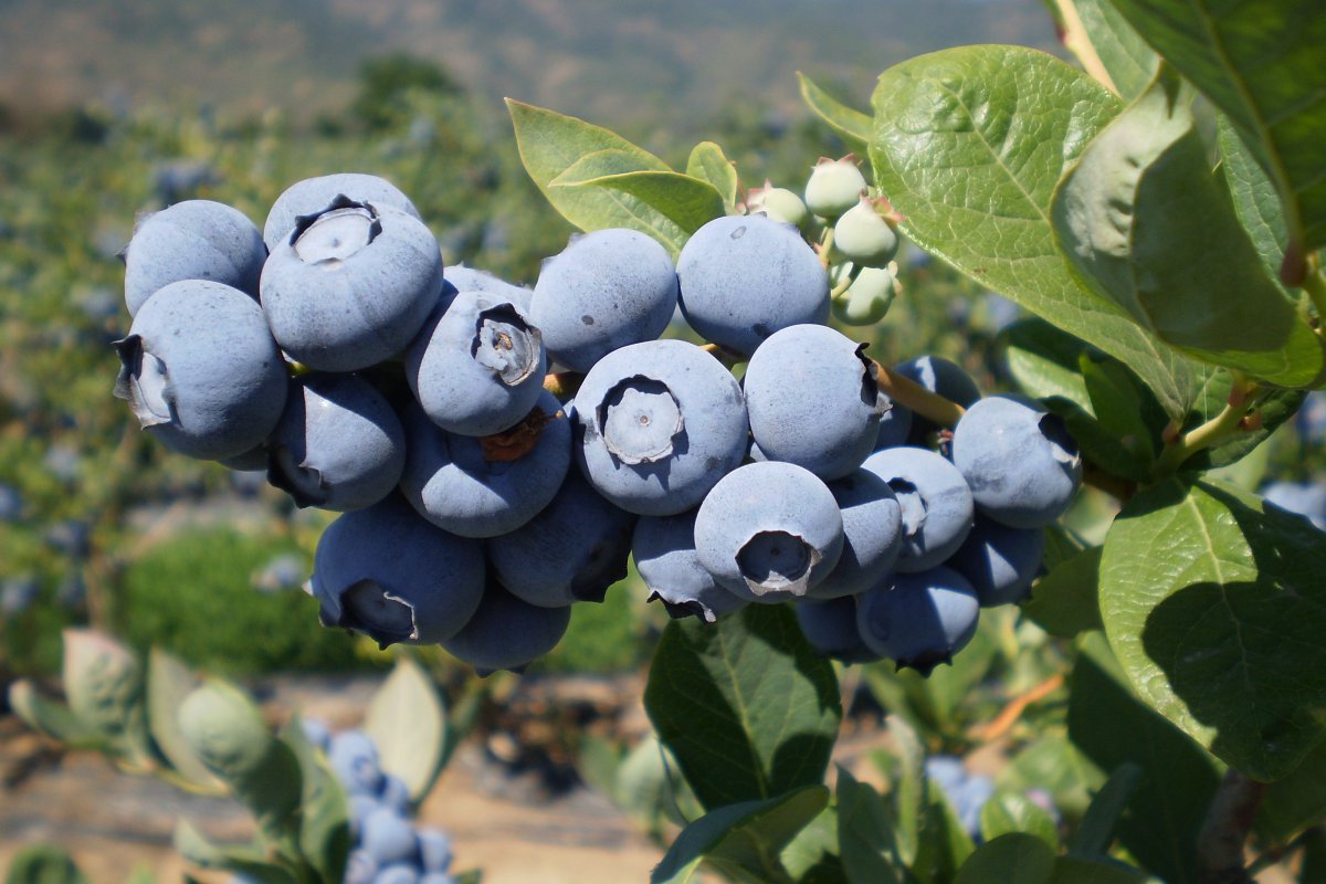 <p>Cifra histórica: Más de 11 mil toneladas de arándanos exportados desde Chile</p>