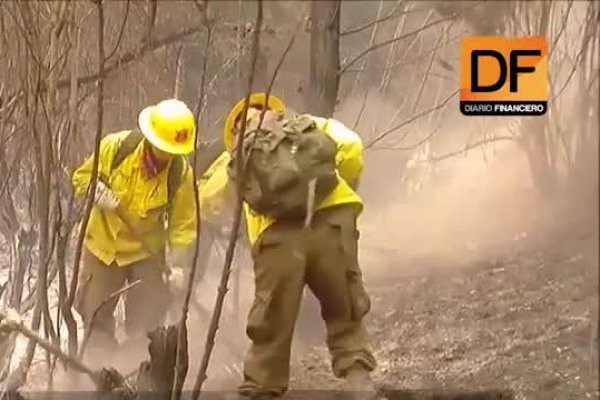 Reforestemos Chile con Cultiva