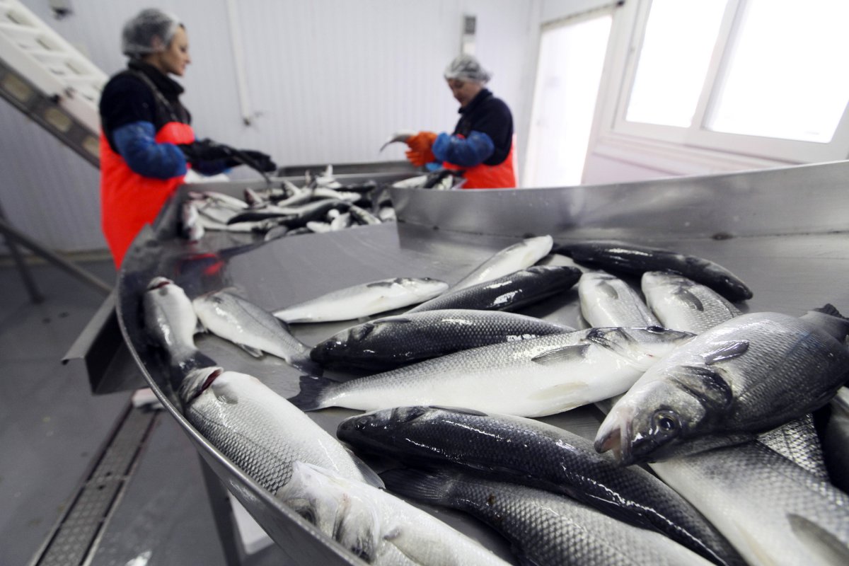 <p>Nuevo Subsecretario de Pesca aclara que prohibición de pesca de arrastre no es efectiva</p>