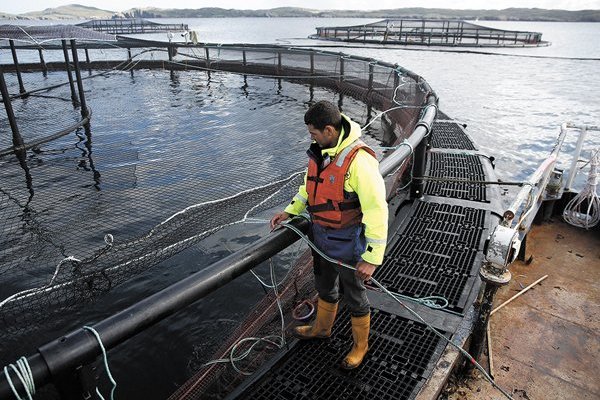 Salmoneras brillan en bolsa, con buenas perspectivas por delante