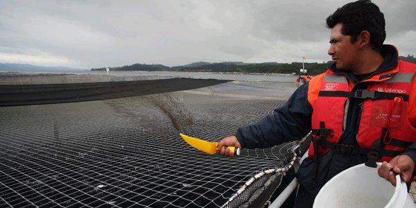 <p>Salmoneras se disparan en la bolsa tras anuncio de venta de Australis</p>