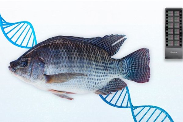 Crean en Chile tecnología que mejora la producción de la Tilapia