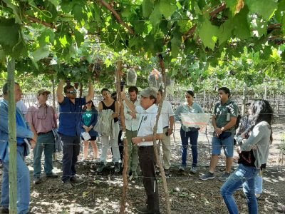 <p>Consorcio Tecnológico de la Fruta de Asoex presenta avances en el desarrollo de nuevas variedades de uvas</p>