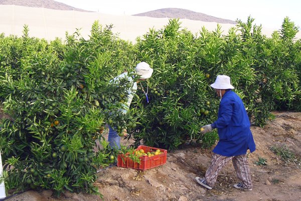 <p>Comercio exterior acusa golpe de pandemia por Covid-19: Importaciones caen 18,6% mientras exportaciones un 6,5%</p>