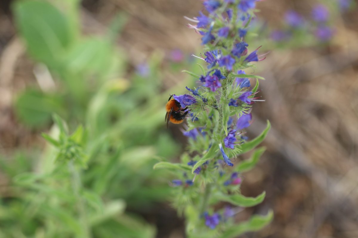 <p>Especie nativa chilena Bombus dahlbomii o abejorro colorado que, según el Inventario de Especies de Chile del Ministerio del Medio Ambiente, está en "peligro de extinción". Foto: Víctor Hugo Monzón</p>