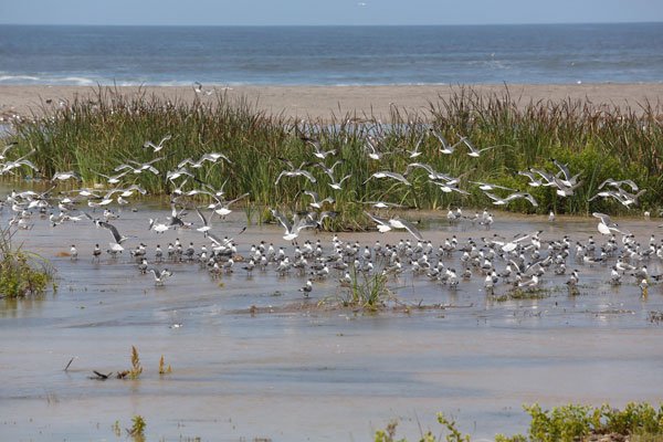 <p>El reglamento busca preservar estos ecosistemas de tierra, cuya superficie se inunda de manera permanente o intermitente.</p>