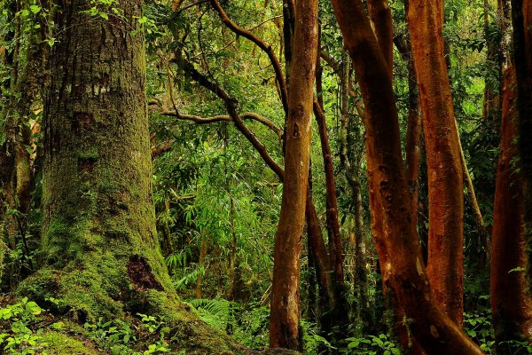 Los bosques nativos son clave para el sector agrícola.