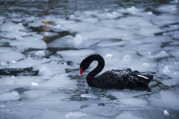 Diez cisnes negros del año 2021, según Saxo Bank