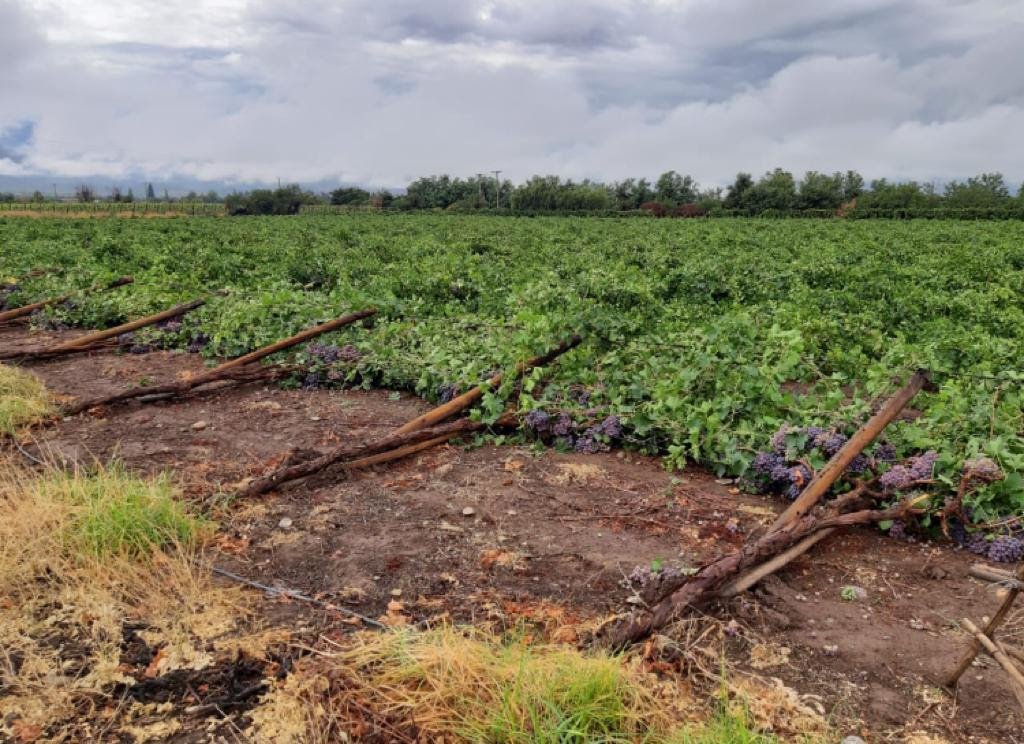 <p>Lluvias en zona centro-sur: Gremios reportan pérdida de uva de mesa, duraznos, arándanos y ciruelas</p>