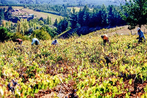 <p>Maule, Ñuble, Biobío y La Araucanía ponen foco en el exterior para apalancar el crecimiento</p>