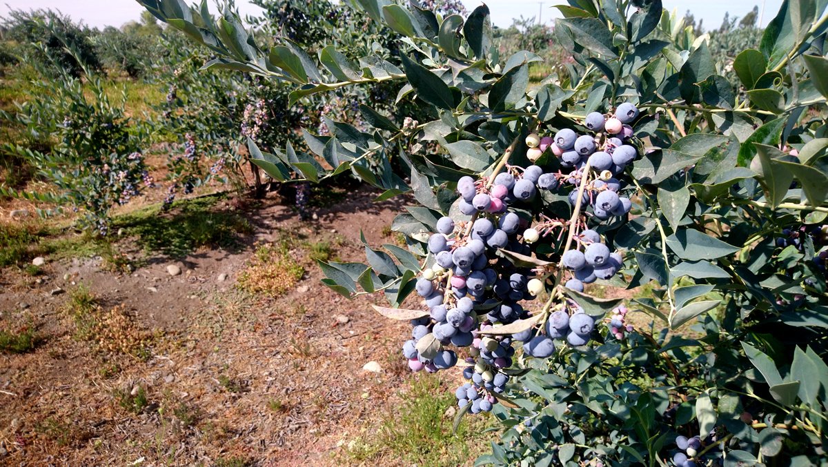 <p>Gremios exportadores celebran el fin de la amenaza a los envíos de arándanos a EEUU</p>