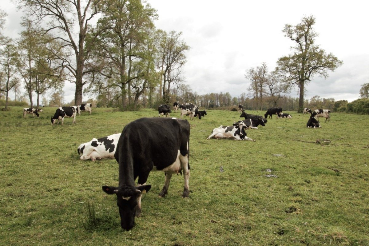 <p>Granja Pablo Montivero, productor de leche. Río Negro.</p>