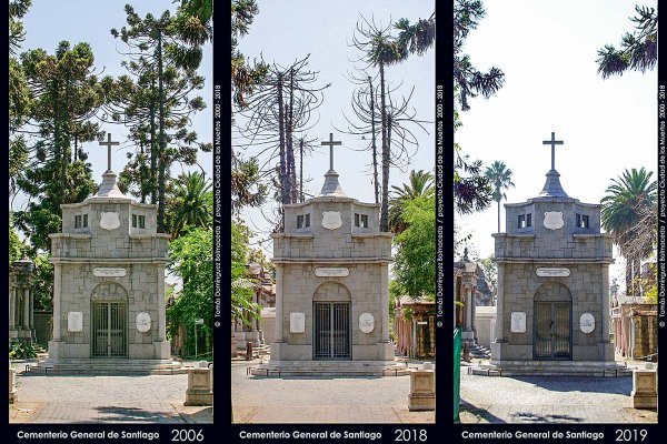 Recoleta aún no responde por falta de riego de árboles en Cementerio General