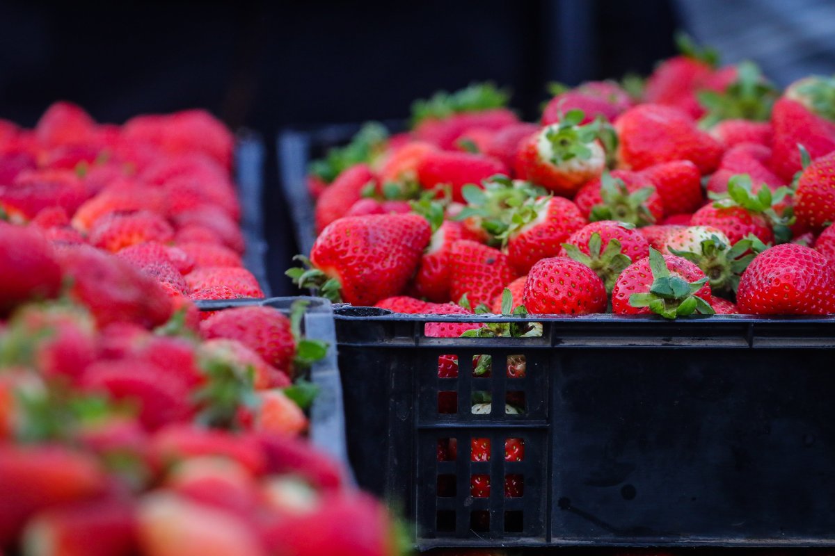 <p>Cerezas vuelven a brillar en medio del buen momento de los envíos de alimentos</p>