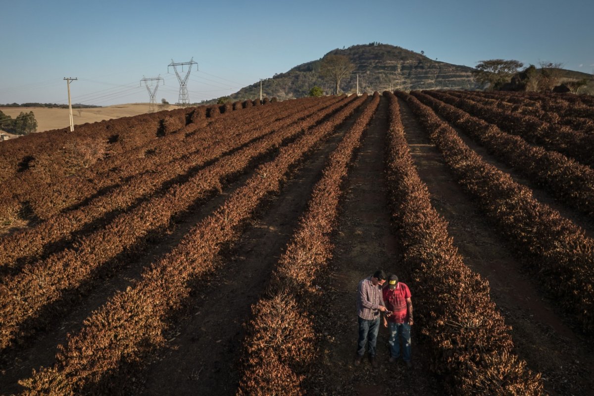 <p>Clima puede reducir producción de azúcar y café en 50% para 2099</p>