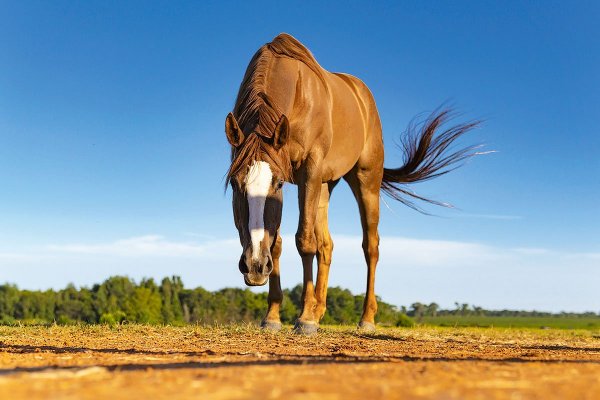 Empresario agrónomo arremete contra el SAG tras el sacrificio erróneo de 27 caballos