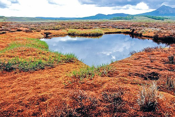 Proyecto artístico ambiental de la curadora Camila Marambio representará a Chile en Venecia