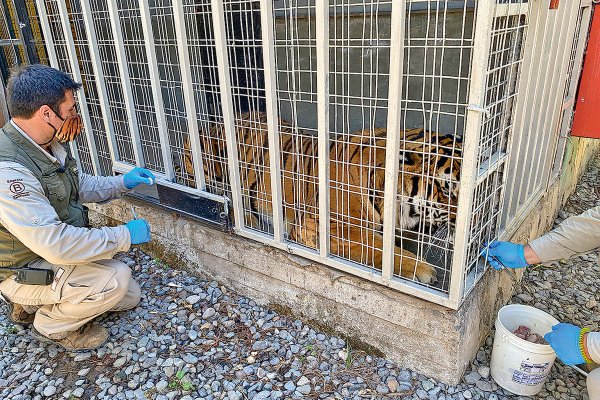 Animales del Buinzoo vacunados contra el Covid-19