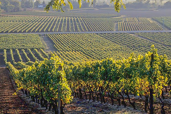 Vinos de la Patagonia: denuncian en Argentina a bodegas de Chile y los EEUU de apropiarse la marca