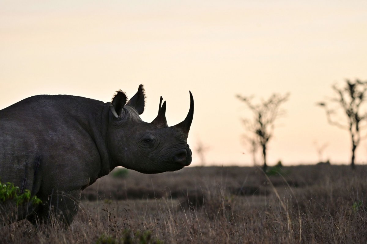 <p>Banco Mundial emite el primer "rino-bono" de la historia por US$ 150 millones</p>