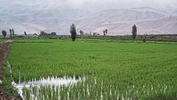 Industria panadera en Perú podría estar en jaque y productores aumentan siembras de maíz