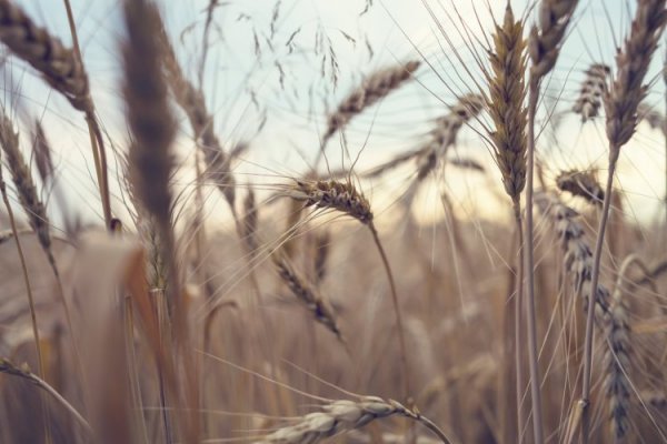 Agricultores argentinos están frustrados por obstáculos que les impiden satisfacer demanda alimentaria mundial