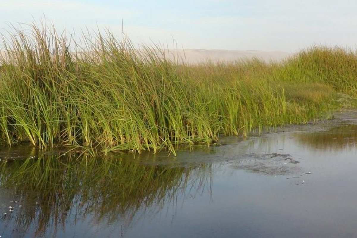 <p>Por primera vez ingresa al Primer Tribunal Ambiental una reclamación en contra de un humedal en el norte de Chile</p>