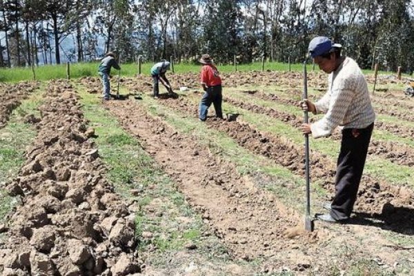 Productores agrarios de Perú podrán refinanciar créditos pero se enfrentan a escasez de urea