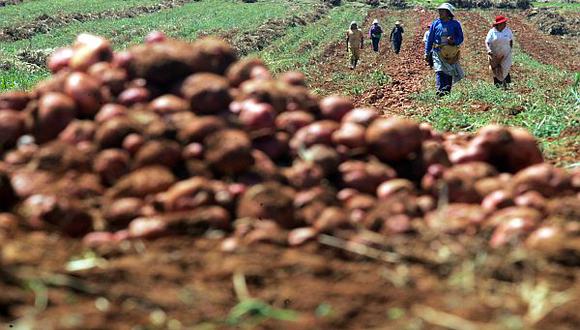 Producción de alimentos en Perú podría reducirse por falta de urea