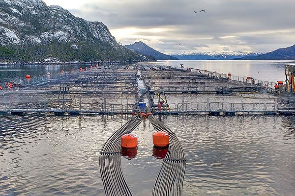 <p>Fallo histórico: SMA revoca permisos ambientales a tres centros de salmonera noruega Nova Austral en Magallanes</p>