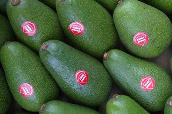 Productores peruanos de palta alertan sobre la amenaza que representa la falta de fertilizante