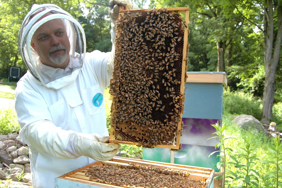 <p>El proyecto busca eliminar el hongo nosema ceranae a través de un fármaco natural con propiedades antifúngicas e inocuo para la especie.</p>