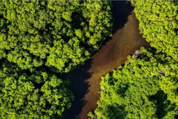 Suzano, Itaú, Marfrig, Rabobank, Santander y Vale impulsan empresa en Brasil para proteger bosques nativos equivalentes al territorio de Suiza