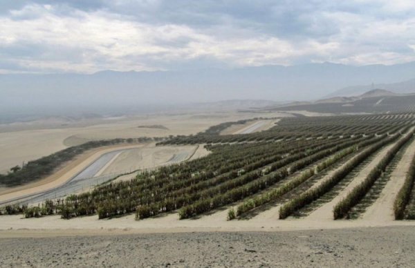 El valor de la tierra en Perú y Chile: la tendencia de precios en las áreas agrícolas