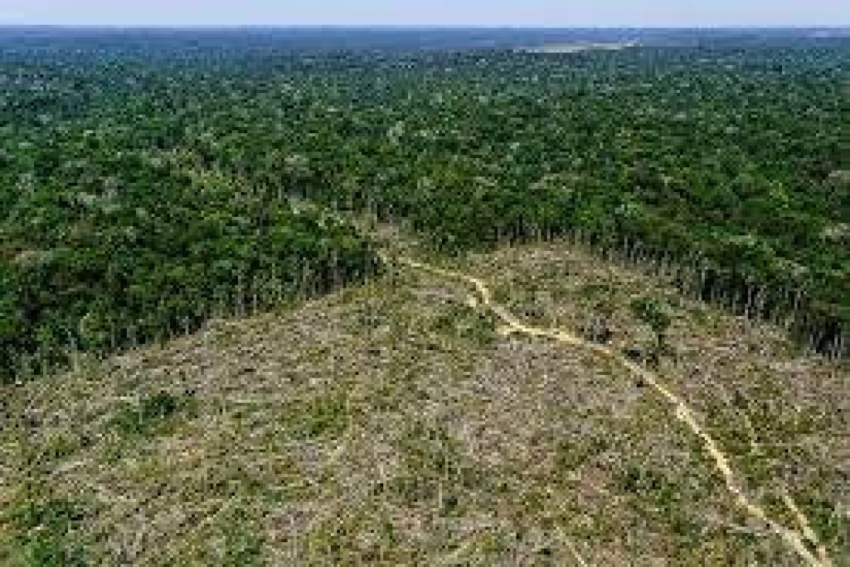 <p>La deforestación de la Amazonia brasileña marcó un récord en el último año de Bolsonaro</p>