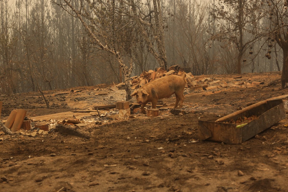 <p>Ministerio de Agricultura duplicará el presupuesto para enfrentar emergencia por incendios</p>