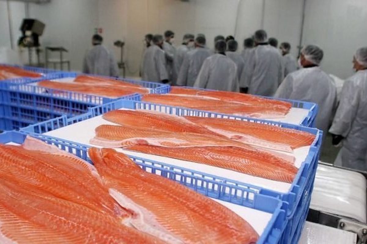 <p>El principal productor de salmón del mundo critica los planes de impuestos al pescado de Noruega</p>