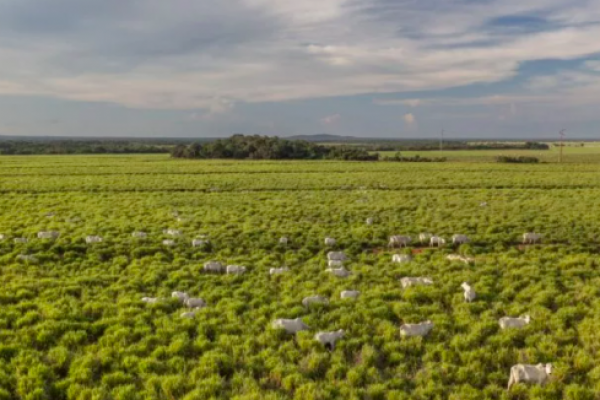 Plan para invertir US$ 1.000 millones en agricultura sostenible en Sudamérica no cumple su objetivo