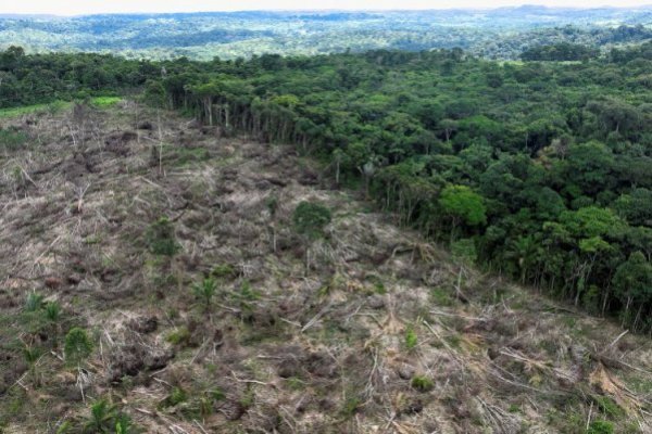 Brasil sale a la búsqueda de startups en su batalla por reforestar la Amazonía