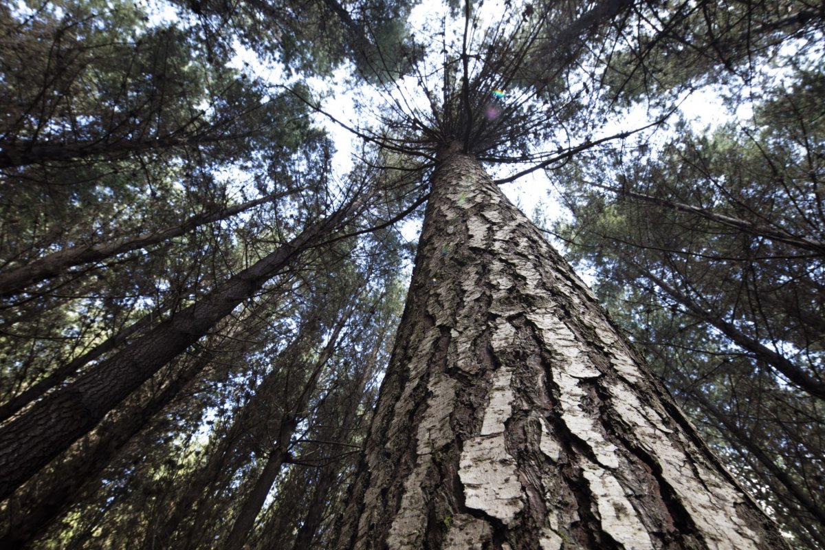 <p>Bosques, energía, educación y bodegas: la diversificada inversión extranjera en fondos chilenos</p>