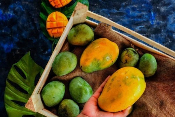 El 70% de exportaciones de mango peruano podrían correr riesgo por El Niño