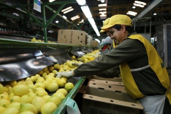 San Miguel, el mayor exportador de limones de Argentina instalará una planta en Sudáfrica