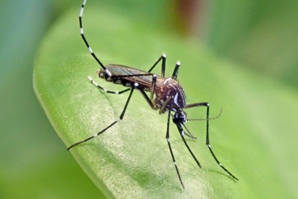 EEUU, Chile e Italia realizan consultas a Perú por brote de dengue y preocupación por seguridad de turistas