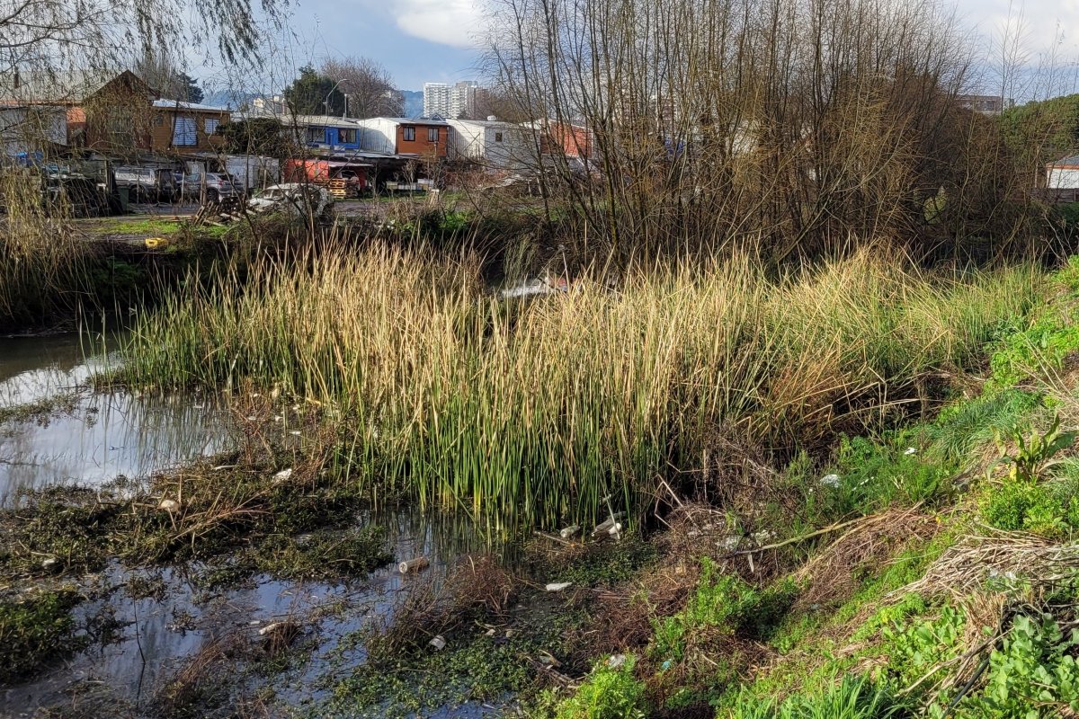 <p>Inmobiliaria Fuentes de Aníbal Pinto busca anular protección a humedal urbano en Concepción por afectación al desarrollo de dos condominios</p>