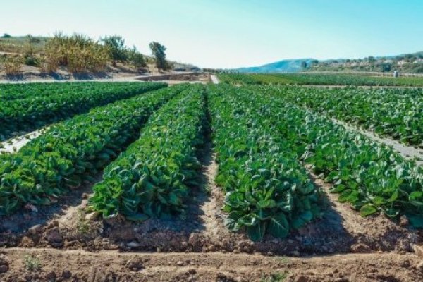 Exportaciones agrícolas de Perú podrían superar a las de Chile, ¿en cuánto tiempo?