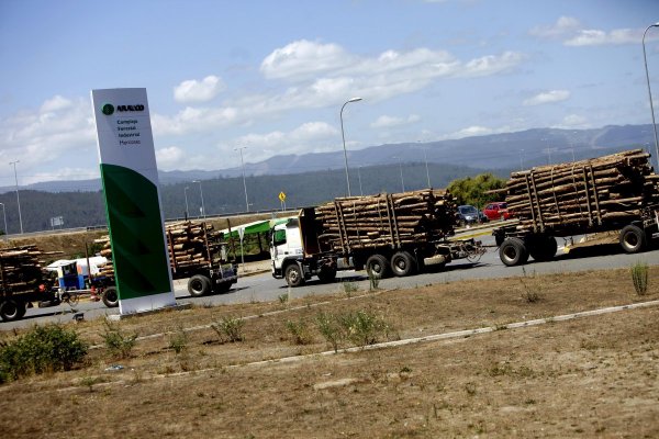 La masiva videollamada, las áreas afectadas y los nuevos cargos: la trastienda de la reorganización de Arauco