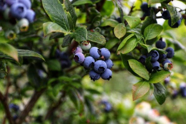 Servicio agrícola de Perú autoriza importación de 75 mil plantas de arándano chileno