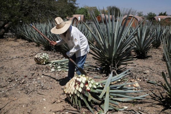 ¿El ocaso del tequila? La desaceleración de la demanda plantea un dilema para los productores de agave en México